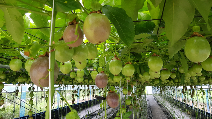 아열대 과수 백향과