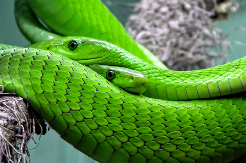 snakes-653639_1280