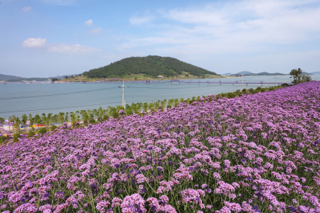 버들마편초 (3)