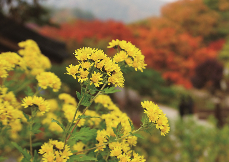 아침고요수목원 들국화 전시회- 산국