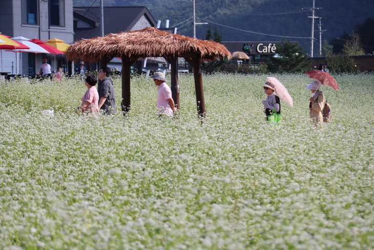 메밀꽃 필 무렵9