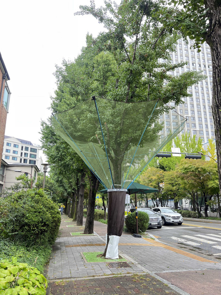 과천시 은행나무 열매수집망 설치