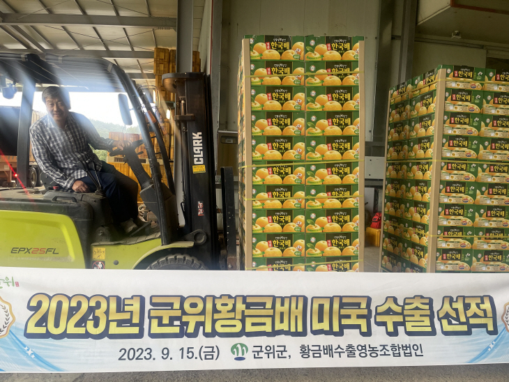 군위 황금배