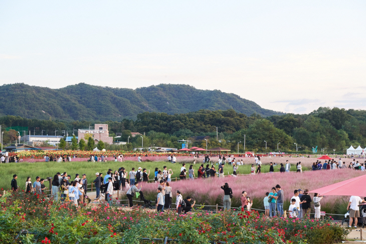 2023년 양주 천만송이 천일홍 축제 현장