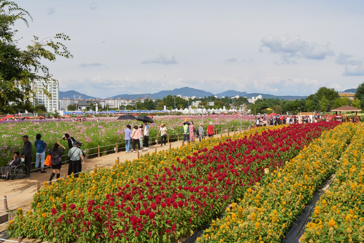 2023년 양주 천만송이 천일홍 축제 현장