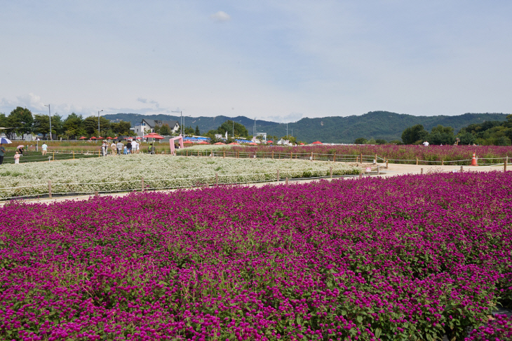 2023년 양주 천만송이 천일홍 축제 현장
