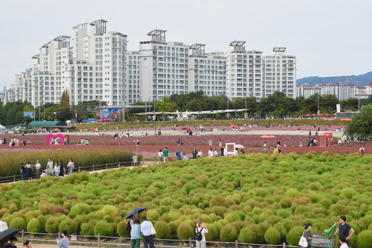 양주시 2023 양주 천만송이 천일홍 축제현장