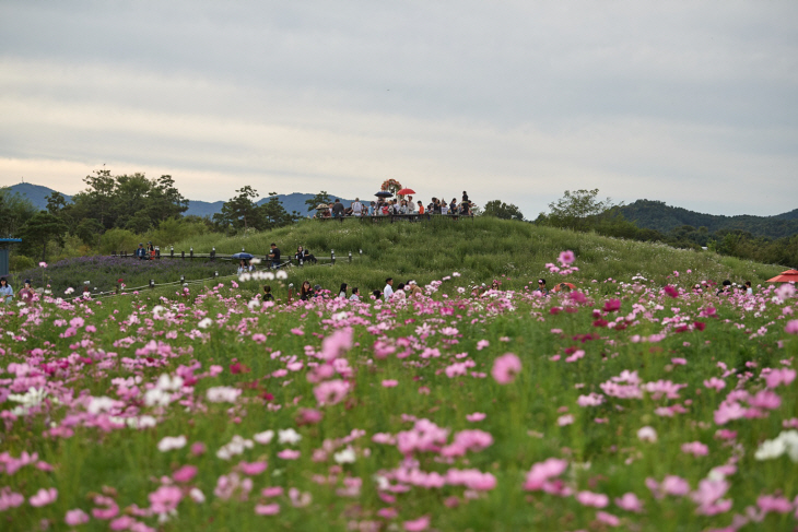 양주시 2023 양주 천만송이 천일홍 축제현장