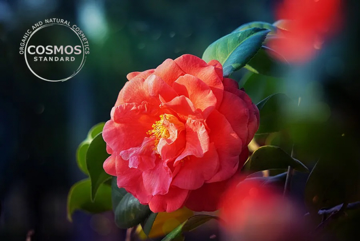[아모레퍼시픽] 동백 원료 COSMOS 승인