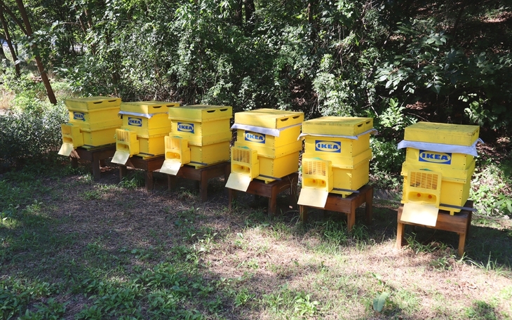 '도시 양봉' 나선 이케아...가구 리테일 회사가 왜? - 뉴스 썸네일 이미지
