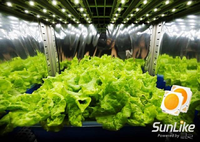 서울반도체, 자연광 스펙트럼 LED ‘썬라이크’…일반 LED 대비 식물 생장촉진·영양분 풍부 에너지경제신문   | 입력 2019.07.23 22:52