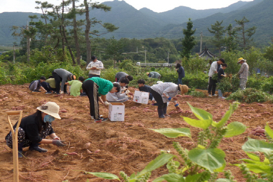 은척중-가을 맞이 수확체험