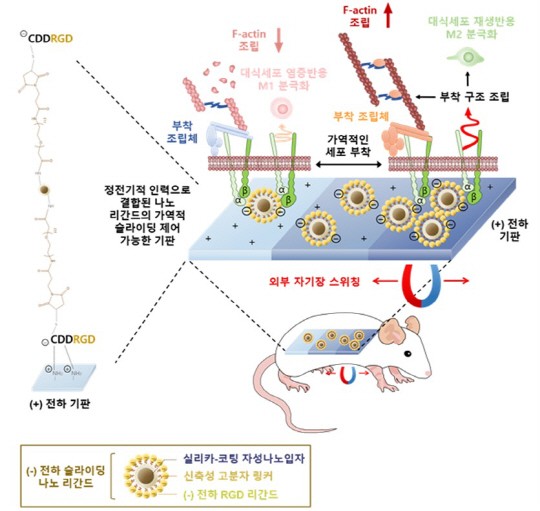 고려대2