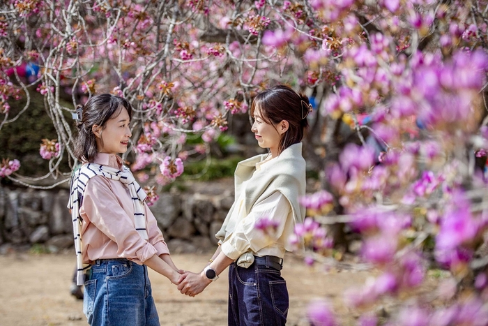 순천 선암사 겹벚꽃 스냅투어, 여행객 감성 자극해