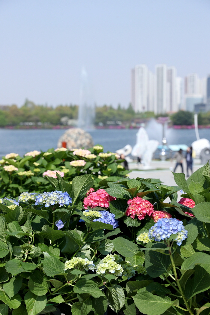 2025고양국제꽃박람회 수국정원과 조각정원