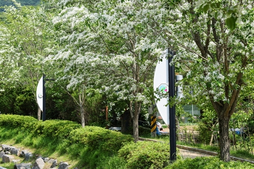 의왕시 왕곡천 산책로 이팝나무