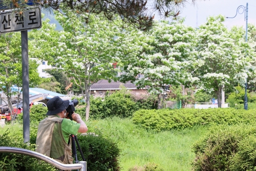 의왕시 왕곡천 산책로 이팝나무