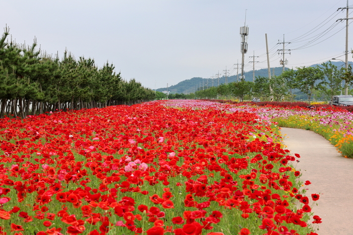 걷기만 해도 힐링, 진도군 백조호수공원 '꽃길 걸어요'
금영화, 꽃양귀비 등 계절 초화류 만개

