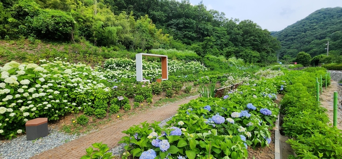 수국과 예술의 조화…'감성 광주' 물들다