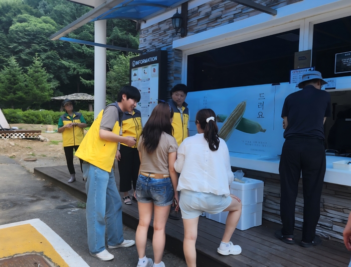 찐옥수수 무료 나눔