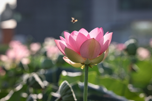 의왕 왕송호수 연꽃단지