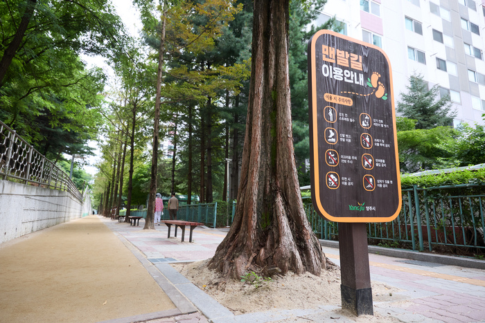 양주시 메타세콰이아 맨발길 조성