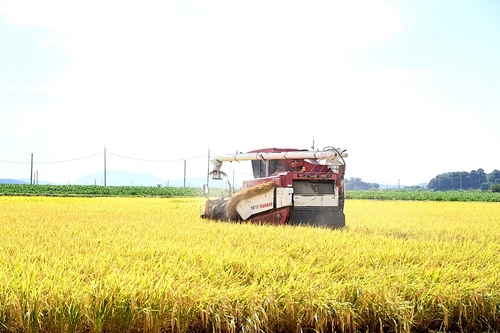 파주시 국내 최초 남북 교배품종 평원벼 수확
