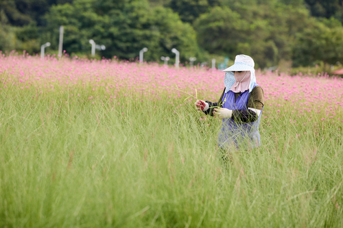 양주시 나리농원 가을 개장 준비