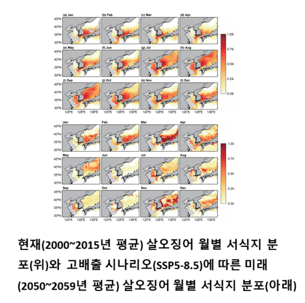 살오징어