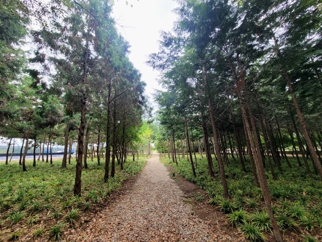 익산 원광대 자연식물원, 붉은 '꽃무릇'10월 초까지 절정