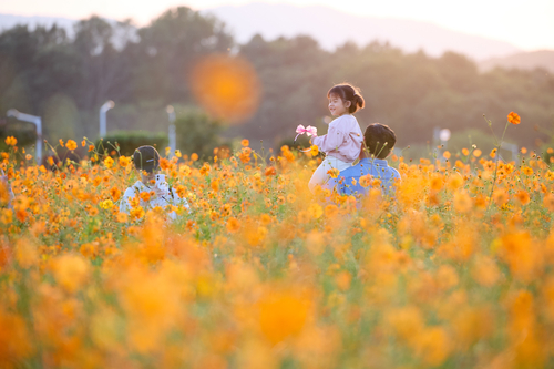 양주시 '2025 제7회 천만송이 천일홍 축제' 현장