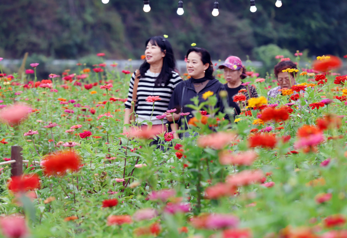평창백일홍축제