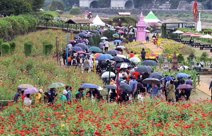 평창백일홍축제