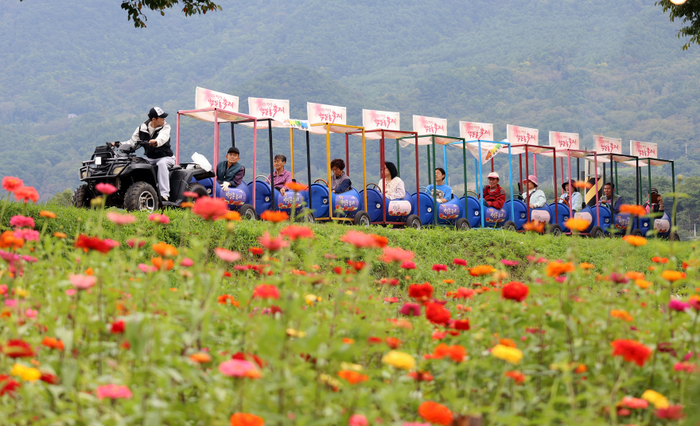 평창백일홍축제