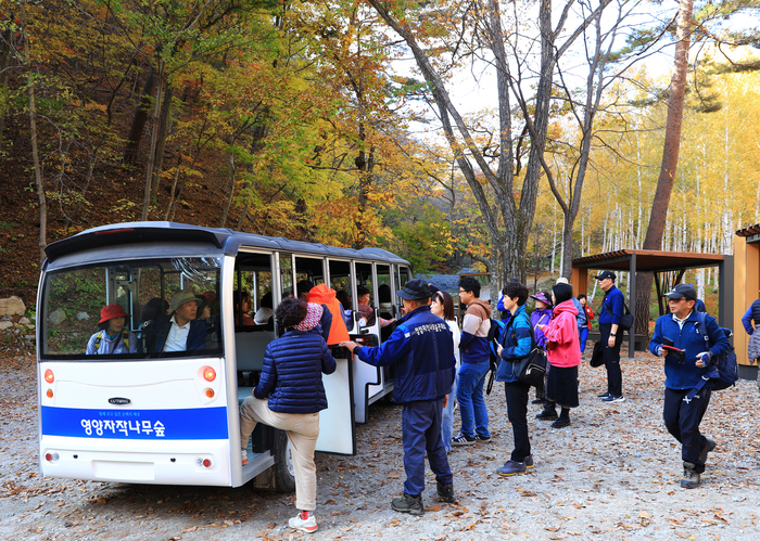 갑작스런 추위에도 영양 자작나무숲 발길 이어져