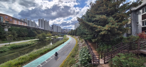 의정부 부용천 황화코스모스 길