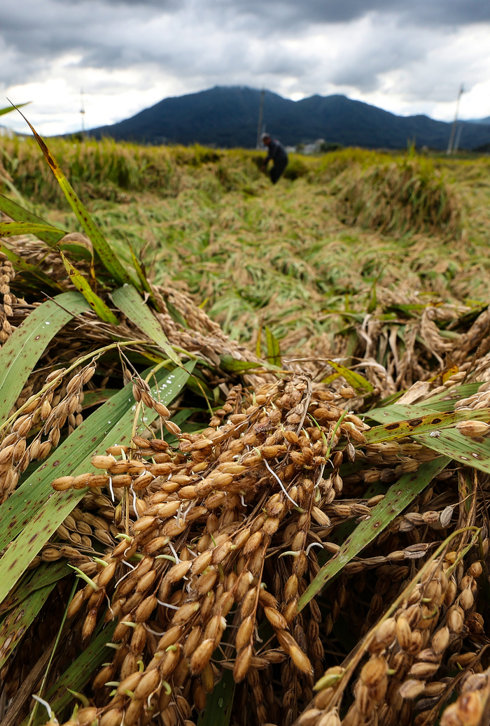 긴 가을장마에 싹 틔운 벼 이삭