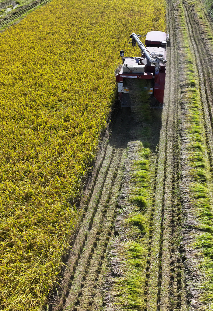 벼 수확