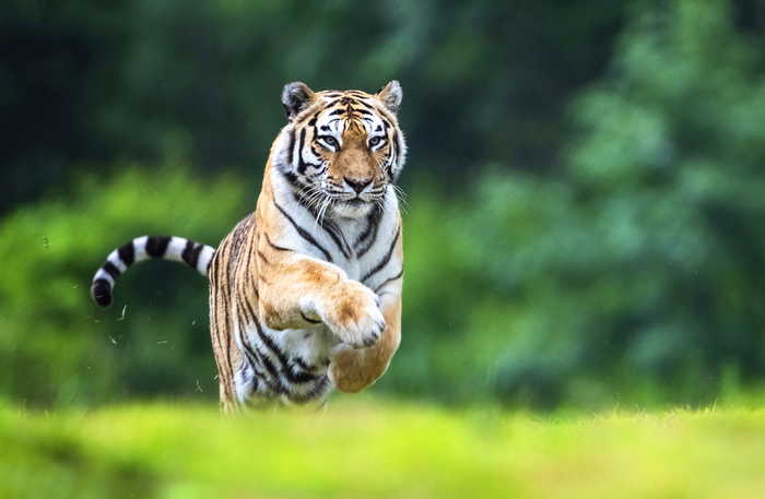 국내 최고령 백두산호랑이 '한청', 국립백두대간수목원에서 생 마감