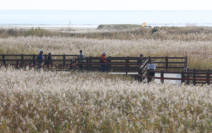 6일 부산 사하구 다대포해수욕장 옆 생태 탐방로인 '고우니 생태길'에 은빛 갈대밭이 펼쳐져