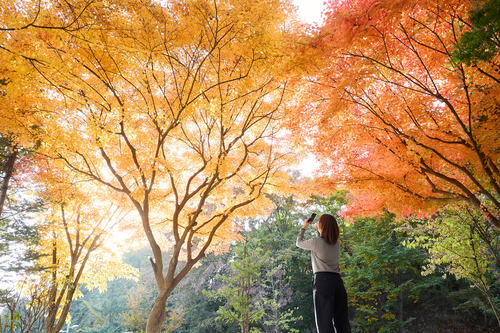 양주시청 단풍길
