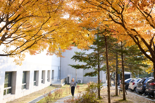 양주시청 단풍길