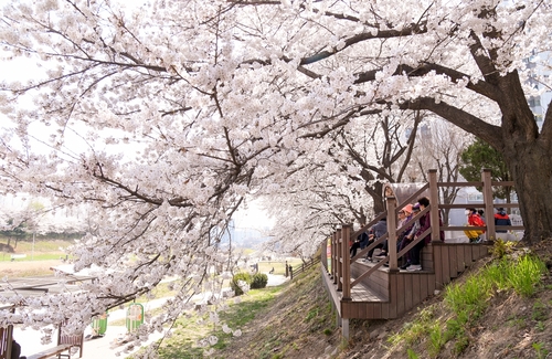 의정부시 우리동네 정책로드맵- 호원1동 중랑천변 벚꽃길