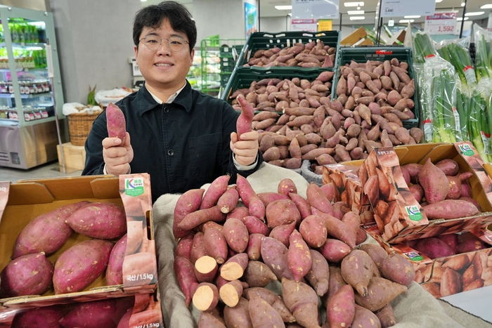 서울 송파구에 위치한 롯데마트 제타플렉스 잠실점 채소 코너에서 권상문 롯데마트 상품기획자(MD)가 국산 품종 '호풍미 고구마'를 소개하고 있다. 