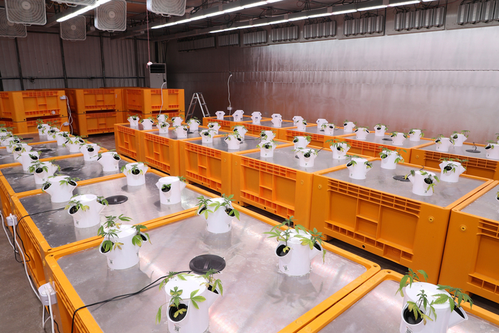 안동시, 헴프 원료의약품 제조․수출기반 조성 추진