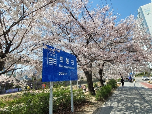 의정부시 우리동네 정책로드맵- 호원2동 회룡천 벚꽃길