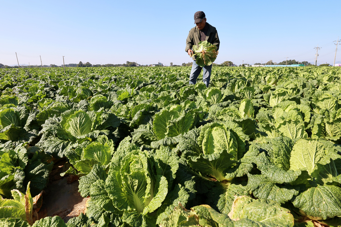 김장철 앞두고 배추 무름병 확산