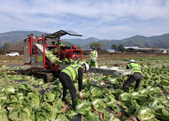 강원농업기술원, 정선서 가을배추 기계화 수확 시연