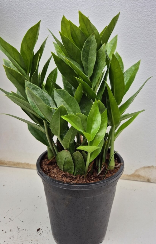 김포시 샤론농원 '다이아 금전수'