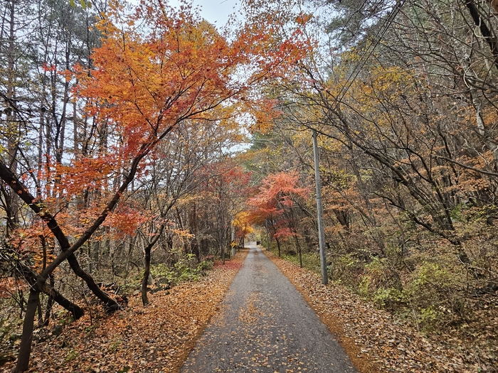가을의 절정에서 걷는 축제, 백천명품마을 단풍축제